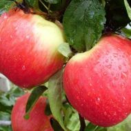 Саженец Яблоня Эрли Женева